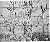 Gaura%20lindheimeri%20%27Harrosy%27