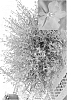 Lobelia%20erinus%20%27Tec%20Travio%27