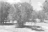 Olea%20europaea%20L.%20%27ASKAL%27