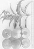 Prunus%20persica%20%27UFSharp%27