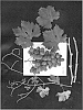 Vitis%20vinifera%20%27ARRATHIRTEEN%27