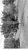 Cercis%20canadensis%20and%20canadensis%20var.%20texensis%20%27Merlot%27