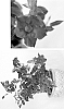 Mandevilla%20hybrida%20%27VOG%20051%27