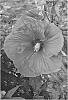 Hibiscus%20hybrid%20%28L.%29%20%27Sultry%20Kiss%27