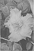 Hibiscus%20rosa-sinensis%20%27DUP-HDEF%27