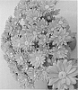 Chrysanthemum%20x%20morifolium%20%27Syncin%20Pueblo%27
