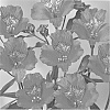 Alstroemeria%20hybrida%20%27Zalsails%27