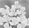 Alstroemeria%20hybrida%20%27Zalsasol%27