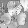 Alstroemeria%20hybrida%20%27Zalsalyn%27