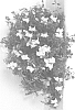 Antirrhinum%20majus%20%27AACYE04%27