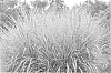 Miscanthus%20sinensis%20%27Gold%20Breeze%27