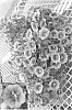 Calibrachoa%20spp.%20%27Calpribul%27