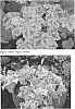 Heucherella%20hybrid%20%27Yellowstone%20Falls%27