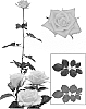 Rosa%20hybrida%20%27Esm%20R001%27