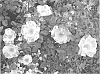 Rosa%20hybrida%20%27cv.%20Radfifth%27