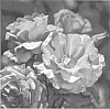 Rosa%20hybrida%20%27Meitripine%27