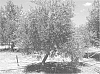 Olea%20europaea%20L.%20%27MASEPO%27