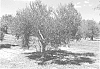 Olea%20europaea%20L.%20%27SEPOKA%27