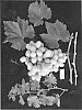 Vitis%20vinifera%20%27ARRASIX%27
