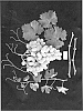 Vitis%20vinifera%20%27ARRAELEVEN%27