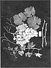Vitis%20vinifera%20%27ARRAELEVEN%27