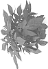 Ipomoea%20batatas%20%27IPOSGDEEPUR%27
