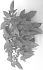 Ipomoea%20batatas%20%27IPOSGBRO%27