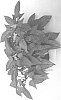 Ipomoea%20batatas%20%27IPOSGBRO%27