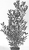 Prunus%20laurocerasus%20%27Greentorch%27