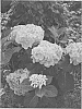 Hydrangea%20macrophylla%20%27Berner%27