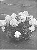 Hydrangea%20paniculata%20%27Jane%27