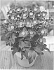 Anemone%20hupehensis%20%27Pretty%20Lady%20Susan%27
