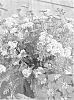 Achillea%20tomentosa%20x%20millefolium%20%27Desred%27
