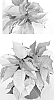 Euphorbia%20pulcherrima%20Willd.%20%27PER3809A%27