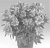Alstroemeria%20hybrida%20%27Zaprielia%27