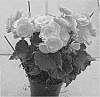 Begonia%20x%20hiemalis%20%27BBDRASOPI%27