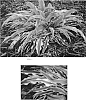 Hosta%20hybrid%20%27Alakazaam%27