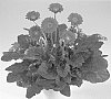 Gerbera%20hybrida%20%27Fleurie%27