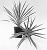 Cordyline%20australis%20%27Spricorhapso%27