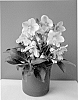 Helleborus%20niger%20x%20Helleborus%20argutifolius%20%27COSEH%20820%27