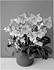 Helleborus%20niger%20x%20Helleborus%20argutifolius%20%27COSEH%20830%27