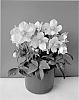 Helleborus%20niger%20x%20Helleborus%20argutifolius%20%27COSEH%20840%27