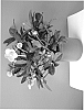 Helleborus%20niger%20x%20Helleborus%20lividus%20%27COSEH%20810%27