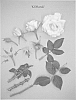 Rosa%20hybrida%20%27KORaruli%27