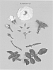 Rosa%20hybrida%20%27KORditwol%27