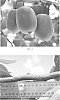 Actinidia%20chinensis%20%27ZESY002%27