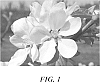 Malus%20domestica%20Mill.%20%27PremA17%27