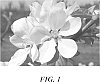 Malus%20domestica%20Mill.%20%27PremA17%27