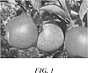 Malus%20domestica%20Mill.%20%27PremA193%27