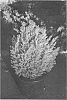 Chamaecyparis%20lawsoniana%20%27Minlem%27